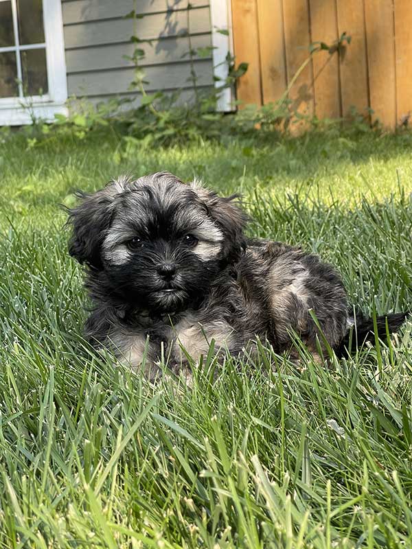 ADORABLE POODLE SHIH TZU FEMALE PUPPIES ADORABLE POODLE SHIH TZU FEMALE PUPPIES
