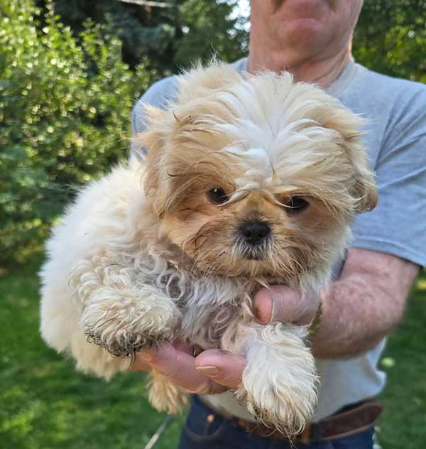 SHIH TZU PUPPIES SHIH TZU PUPPIES