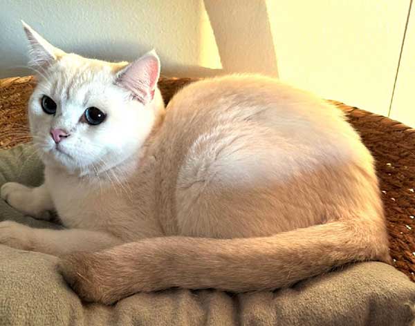 BRITISH MALE & FEMALE CATS & KITTENS BRITISH MALE & FEMALE CATS & KITTENS