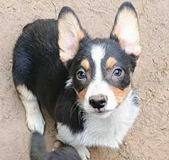 THREE ADORABLE AKC PEMBROKE WELSH CORGIS THREE ADORABLE AKC PEMBROKE WELSH CORGIS