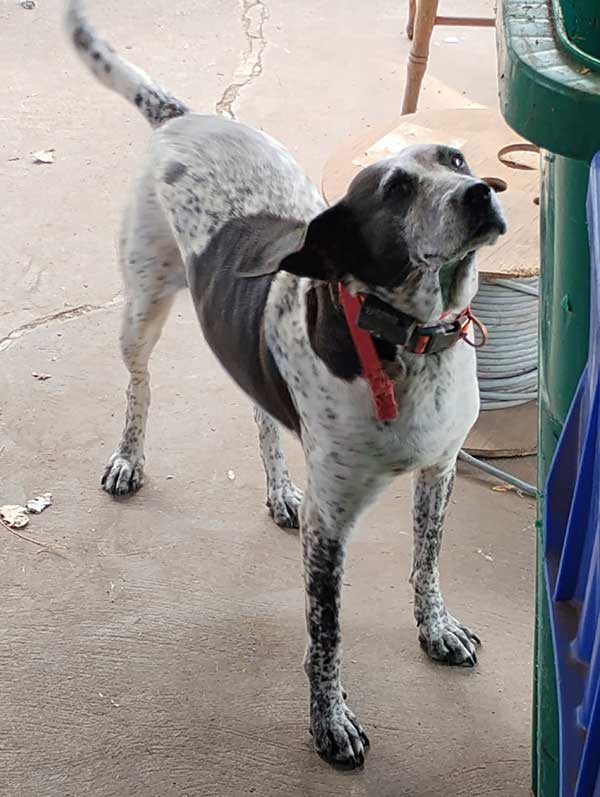 FEMALE BLUE TICK HOUND FEMALE BLUE TICK HOUND