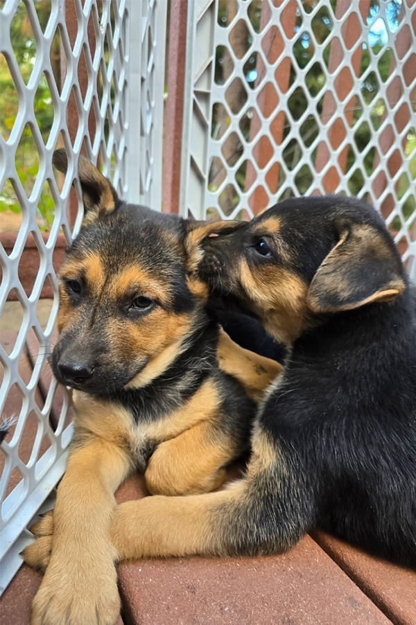SEVEN SWEET PLAYFUL PUPPIES SEVEN SWEET PLAYFUL PUPPIES