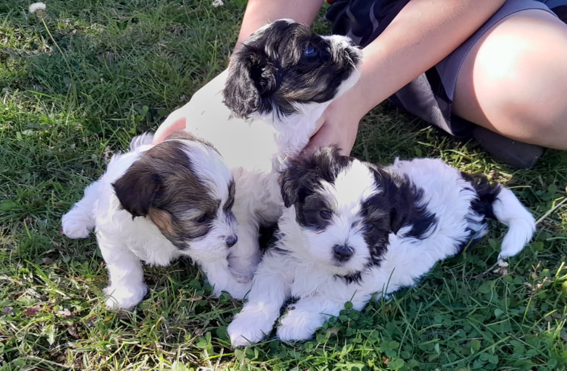 MALTESE/ HAVANESE MIX MALE PUPPIES MALTESE/ HAVANESE MIX MALE PUPPIES