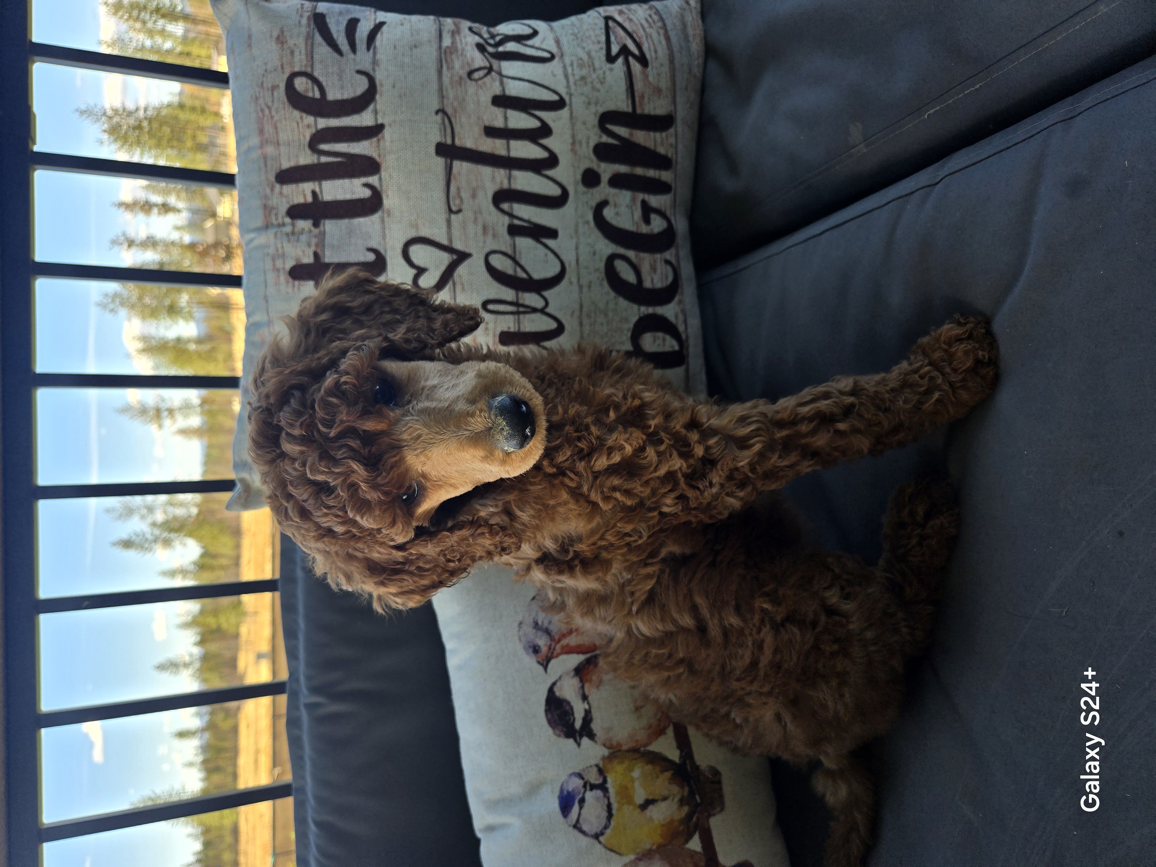 AKC STANDARD POODLES AKC STANDARD POODLES