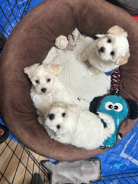 TWO LEFT COTON DE TULEAR TWO LEFT COTON DE TULEAR