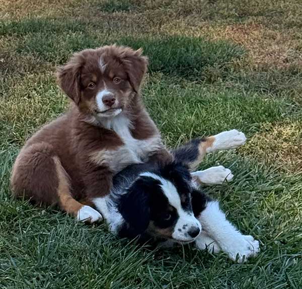 AKC MINI AMERICAN SHEPHERD PUPPIES AKC MINI AMERICAN SHEPHERD PUPPIES