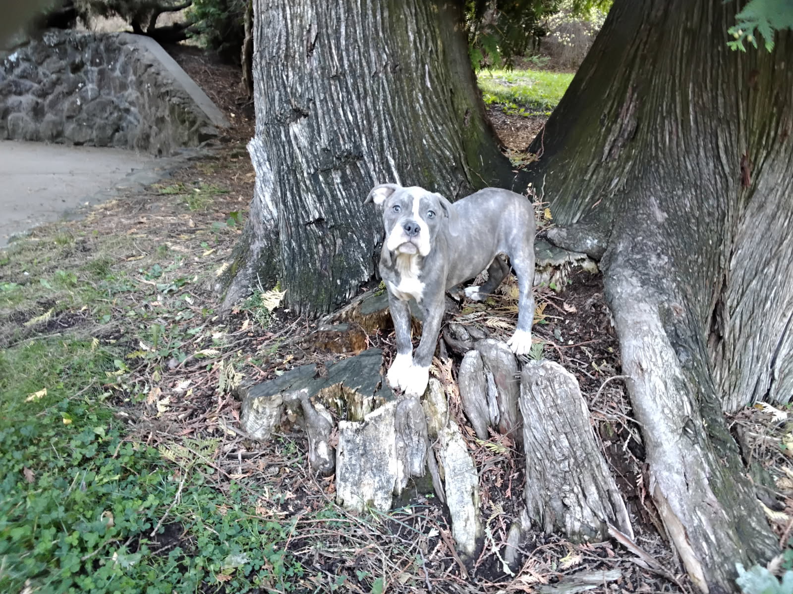 ONCE IN A LIFETIME LITTER ONCE IN A LIFETIME LITTER