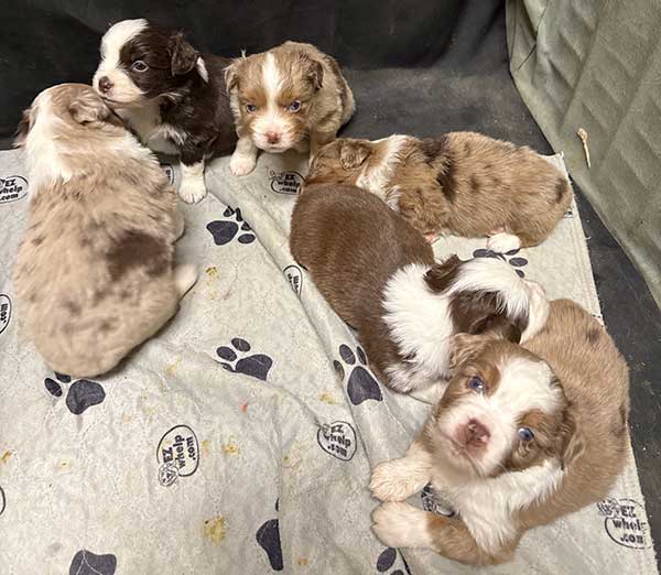 AKC REG. MINIATURE AMERICAN SHEPHERD PUPPIES AKC REG. MINIATURE AMERICAN SHEPHERD PUPPIES