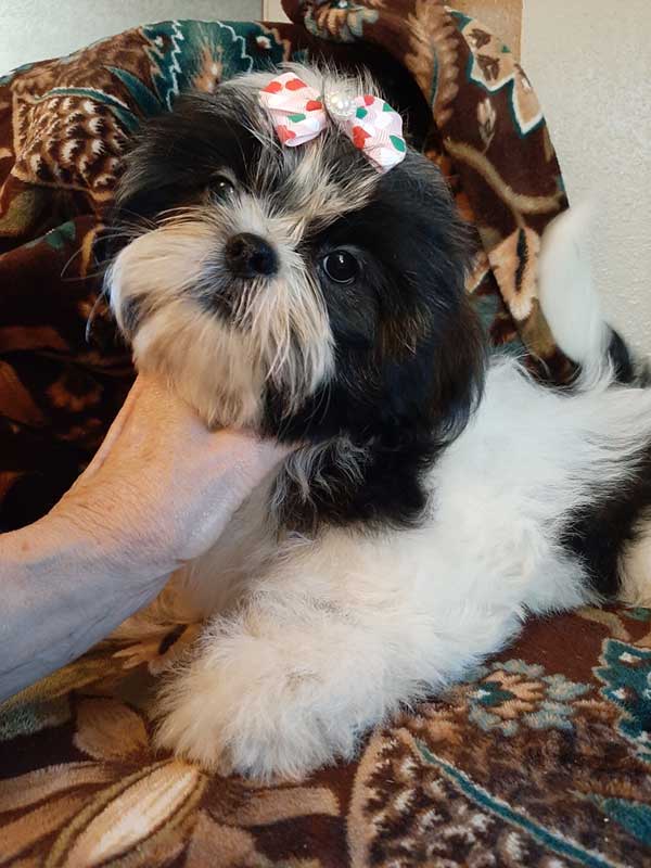 ADORABLE AKC SHIH TZU PUPPY, FEMALES ADORABLE AKC SHIH TZU PUPPY, FEMALES