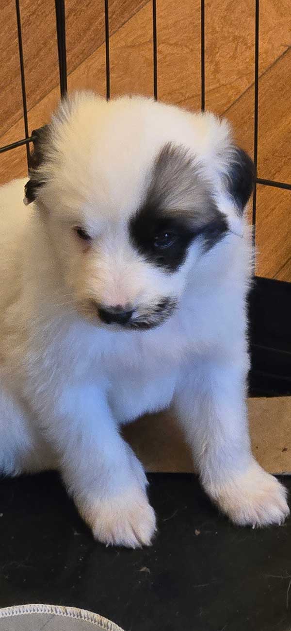 GREAT PYRENEES/ ANATOLIAN PUPPIES GREAT PYRENEES/ ANATOLIAN PUPPIES