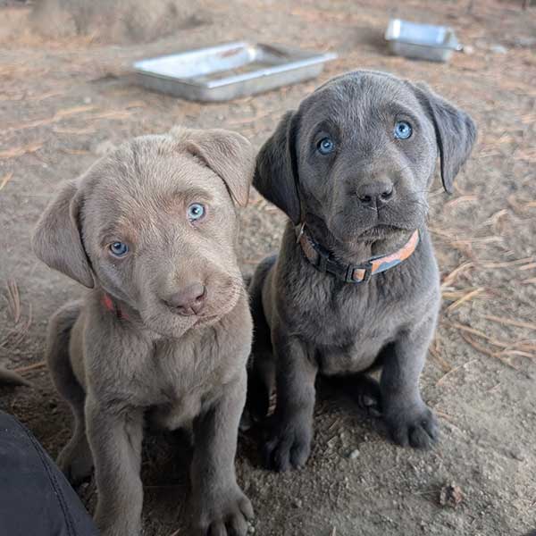 LABRADOR PUPPIES LABRADOR PUPPIES