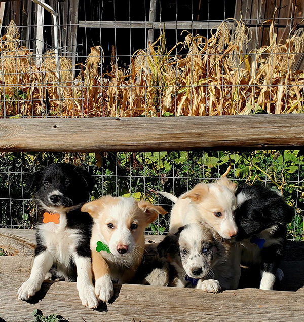 REGISTERED BORDER COLLIE PUPPIES REGISTERED BORDER COLLIE PUPPIES