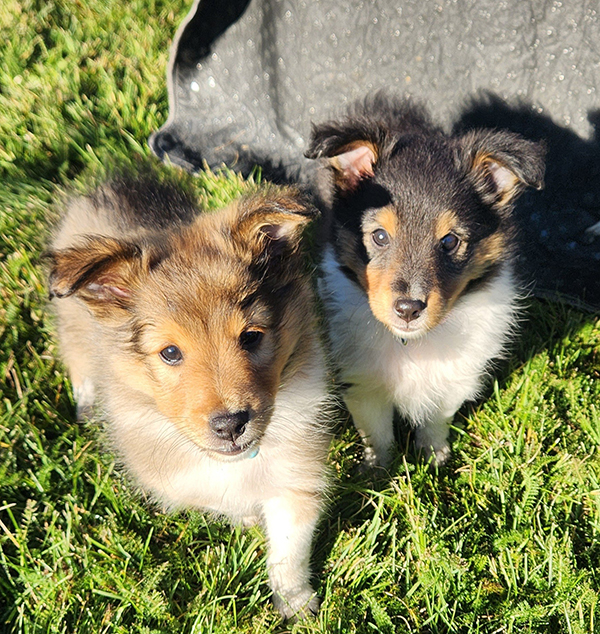 SHETLAND SHEEPDOG PUPPIES SHETLAND SHEEPDOG PUPPIES