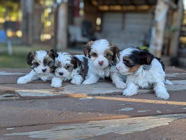 CKC REGISTERED PARTI COLORED TOY & TEACUP YORKIE PUPS CKC REGISTERED PARTI COLORED TOY & TEACUP YORKIE PUPS