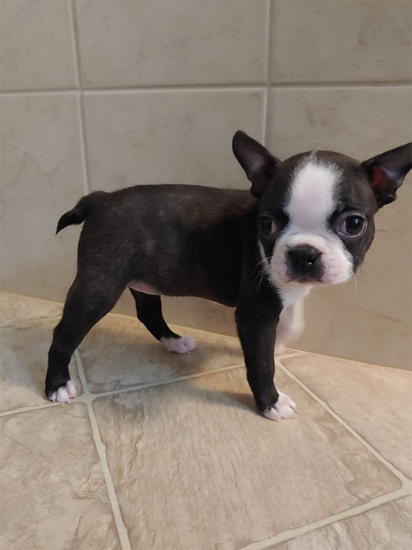 BOSTON TERRIER PUPPIES BOSTON TERRIER PUPPIES