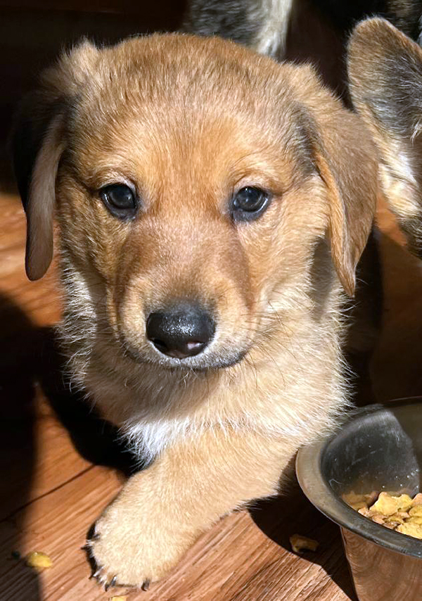 ADORABLE NINE WEEK “DORGI” PUPPIES! ADORABLE NINE WEEK “DORGI” PUPPIES!
