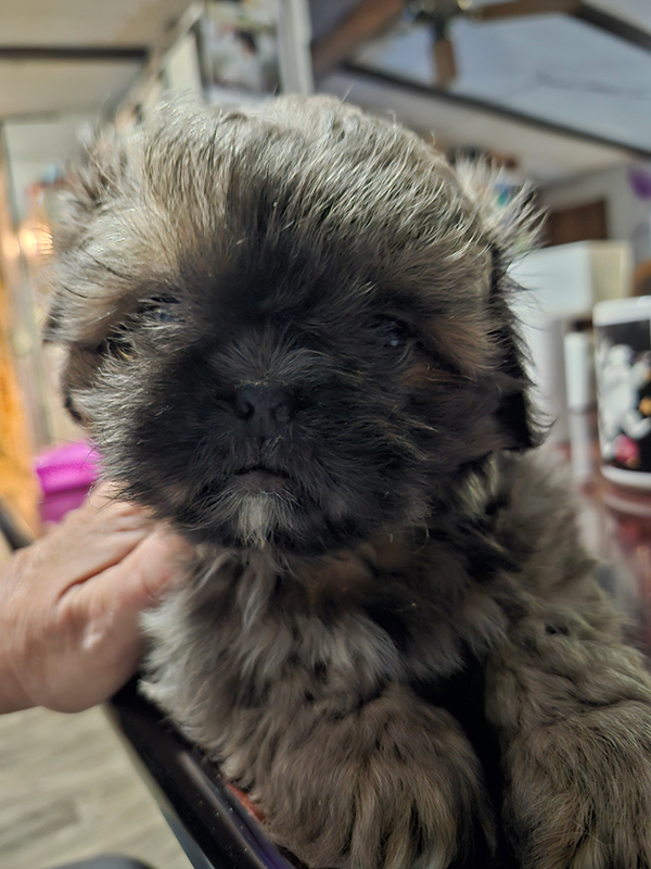 SHIH TZU PEKINGESE MALE PUPPY SHIH TZU PEKINGESE MALE PUPPY