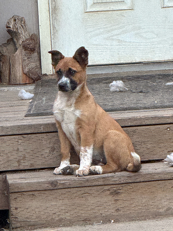 BORDER COLLIE HEELER PUPPIES BORDER COLLIE HEELER PUPPIES