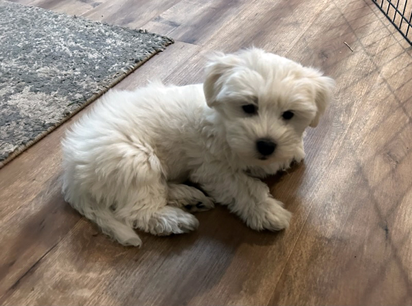 TWO LEFT COTON DE TULEAR TWO LEFT COTON DE TULEAR