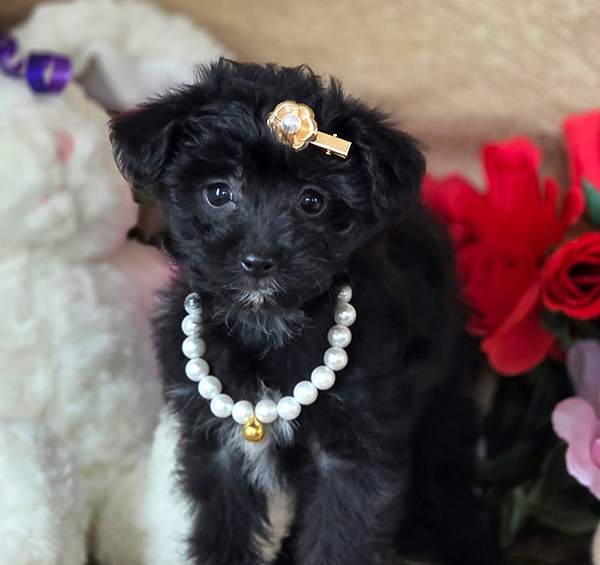 FEMALE AUSTRALIAN YORKIEPOO PUPPY FEMALE AUSTRALIAN YORKIEPOO PUPPY