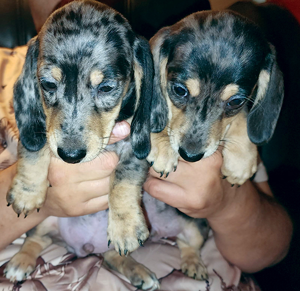 DAPPLE DACHSHUND PUPPIES DAPPLE DACHSHUND PUPPIES