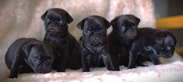 ADORABLE BLACK PUG PUPPIES ADORABLE BLACK PUG PUPPIES