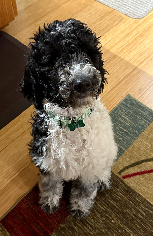 STANDARD POODLE PUPPIES STANDARD POODLE PUPPIES
