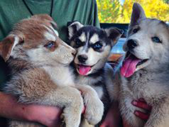 PUREBRED HUSKY PUPPIES 10 WEEKS OLD PUREBRED HUSKY PUPPIES 10 WEEKS OLD
