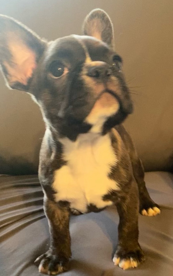 FRENCHTONS: 3/4 FRENCH BULLDOG, 1/4 BOSTON TERRIER FRENCHTONS: 3/4 FRENCH BULLDOG, 1/4 BOSTON TERRIER