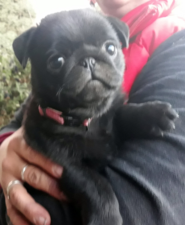 AKC REG. MALE BLACK PUG PUPPIES AKC REG. MALE BLACK PUG PUPPIES