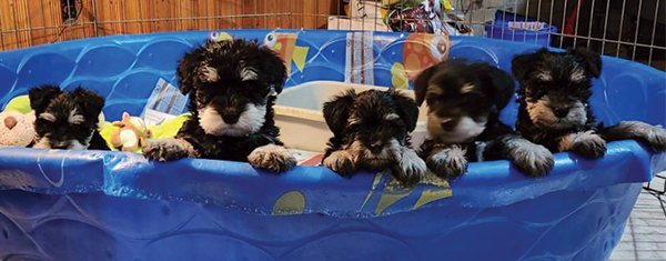 AKC REG. MINI SCHNAUZER PUPPIES AKC REG. MINI SCHNAUZER PUPPIES