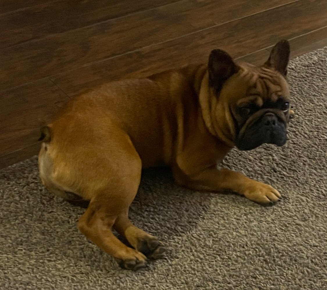 1-1/2 YEAR OLD FRENCH BULLDOG 1-1/2 YEAR OLD FRENCH BULLDOG