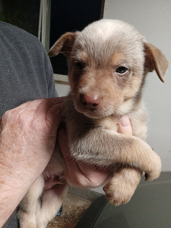 PUREBRED HEELERS PUREBRED HEELERS