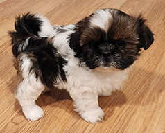 MALTE-TZU/SHIMA PUPPIES MALTE-TZU/SHIMA PUPPIES