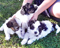 MALTESE/ HAVANESE MIX MALE PUPPIES MALTESE/ HAVANESE MIX MALE PUPPIES