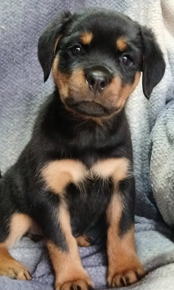 AKC ROTTWEILER PUPPIES AKC ROTTWEILER PUPPIES