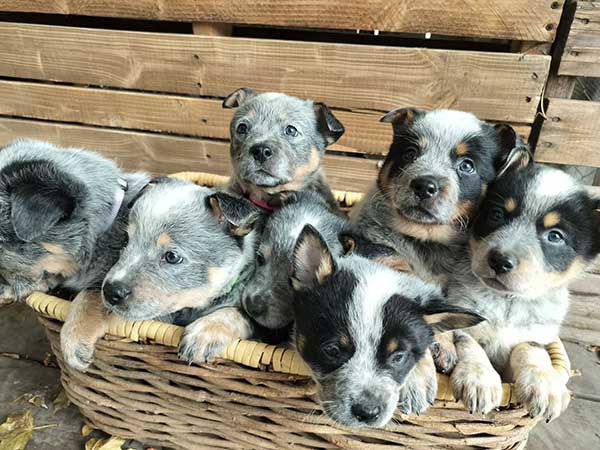 PUREBRED BLUE HEELERS PUREBRED BLUE HEELERS
