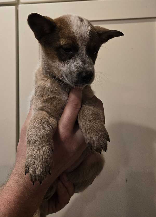 HEELER PUPPIES, FANTASTIC FAMILY DOGS HEELER PUPPIES, FANTASTIC FAMILY DOGS