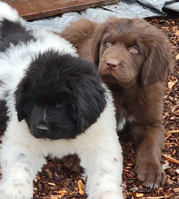 NEWFOUNDLAND PUPPIES NEWFOUNDLAND PUPPIES