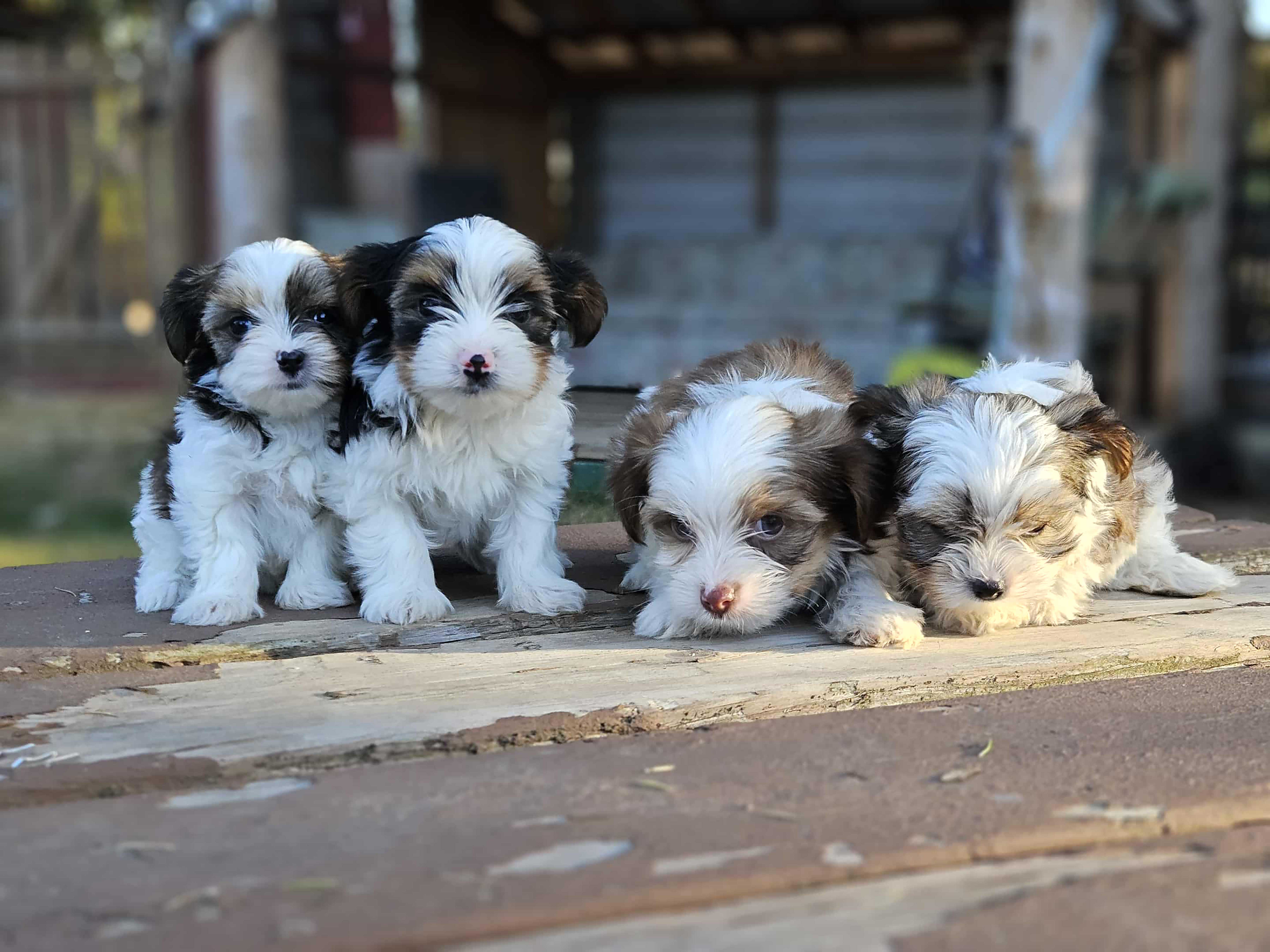 CKC REG. TOY & TEACUP YORKIES CKC REG. TOY & TEACUP YORKIES