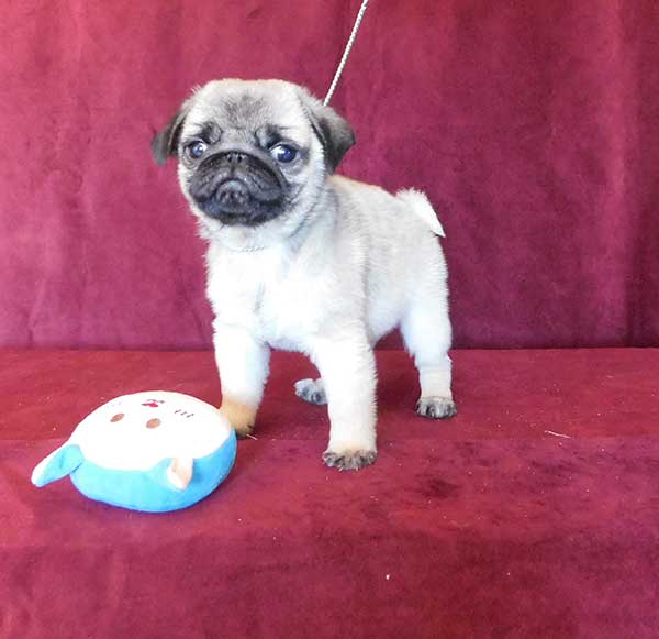 10 WEEK OLD AKC PUG PUPPIES 10 WEEK OLD AKC PUG PUPPIES