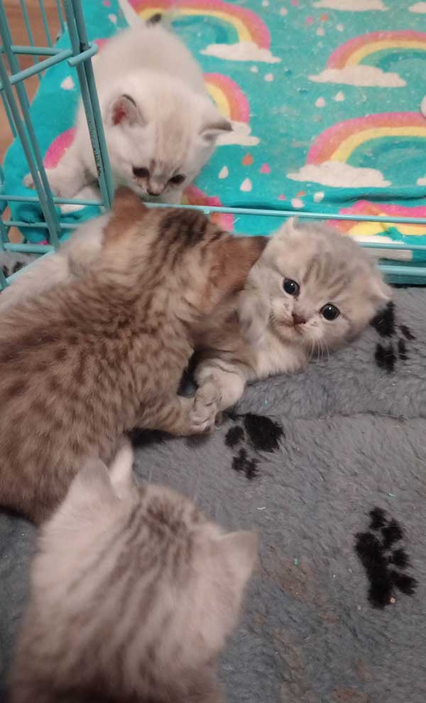 SCOTTISH FOLD KITTENS SCOTTISH FOLD KITTENS