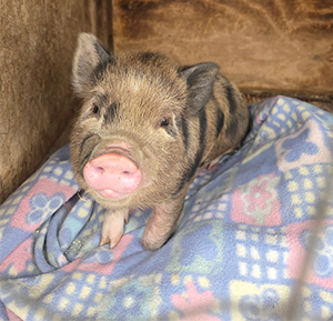 MINI PIG MINI PIG