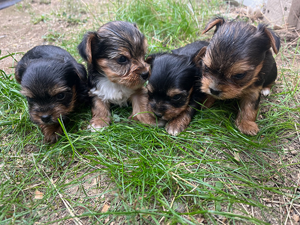 YORKSHIRE TERRIER PUPPY AKC REGISTERED  YORKSHIRE TERRIER PUPPY AKC REGISTERED