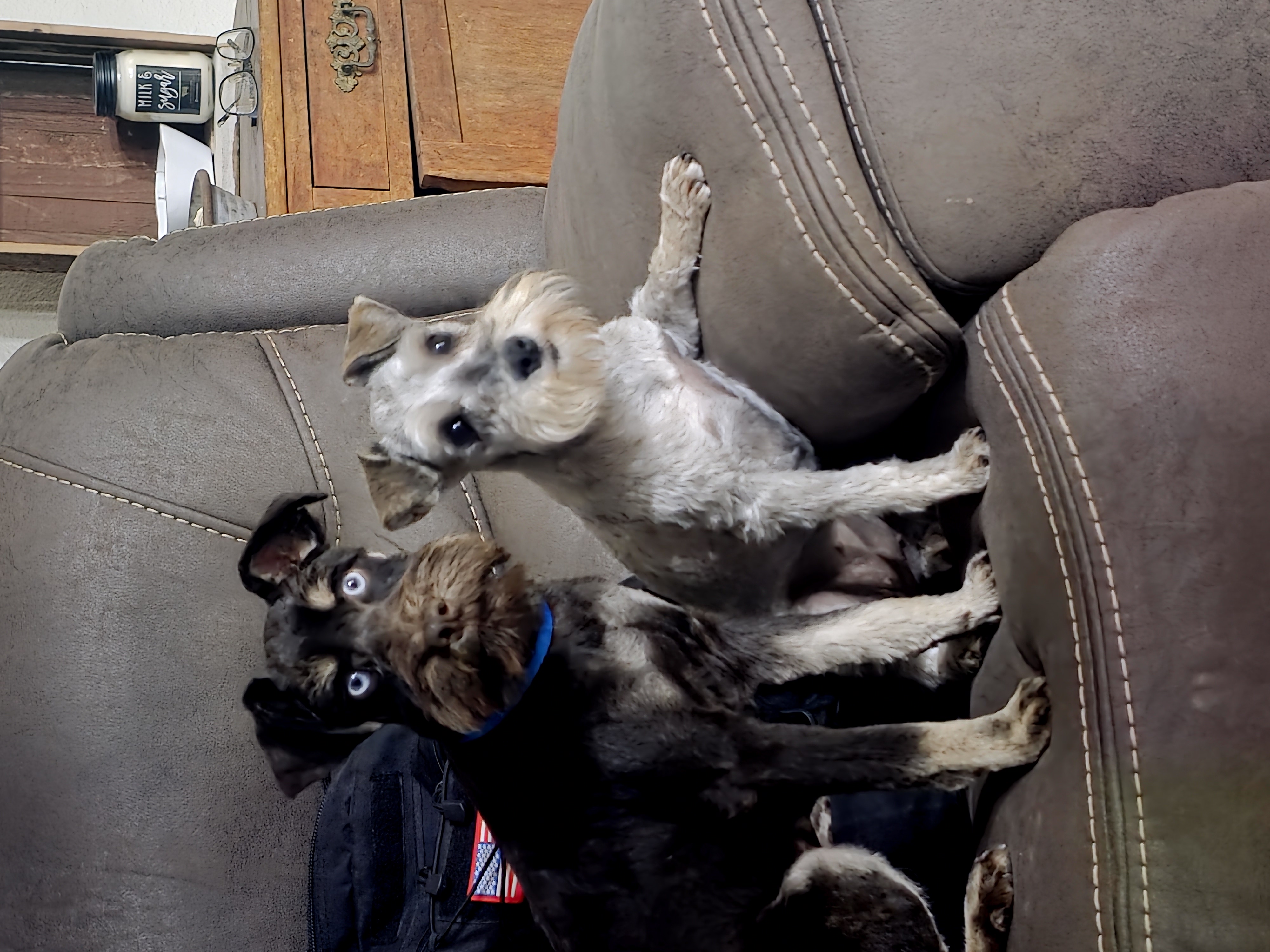 HANDSOME CHOCOLATE & CREAM MINIATURE SCHAUZER MALE HANDSOME CHOCOLATE & CREAM MINIATURE SCHAUZER MALE