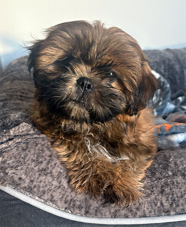 SHIH TZU MALE PUPPY SHIH TZU MALE PUPPY