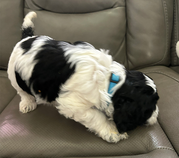 AKC REG. COCKAPOO PUPPIES AKC REG. COCKAPOO PUPPIES