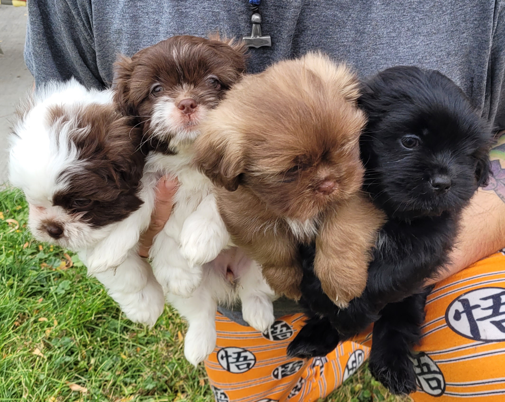 MALSHIPOO PUPPIES  MALSHIPOO PUPPIES