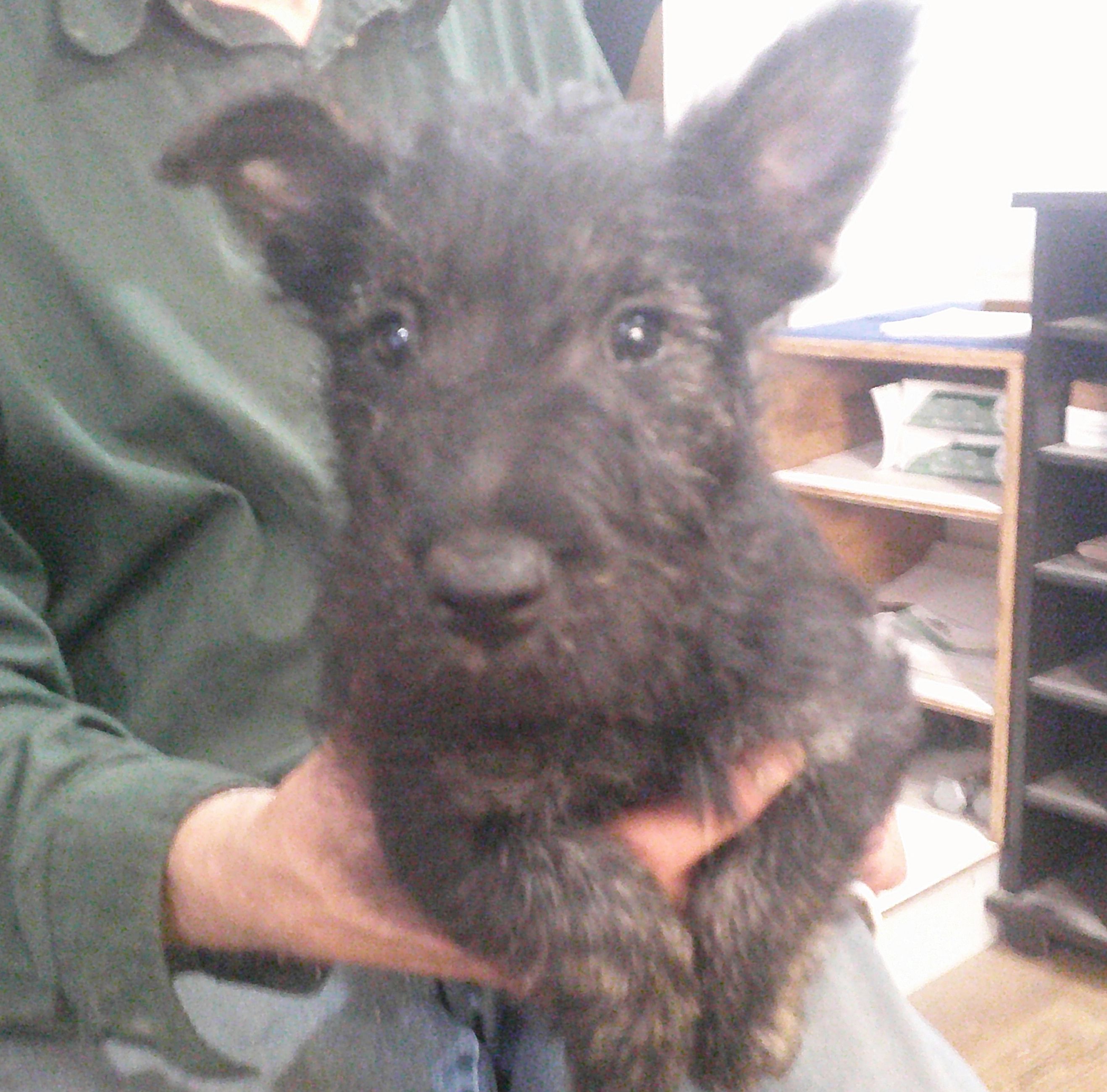AKC REG. BRINDLE FEMALE SCOTTISH TERRIER AKC REG. BRINDLE FEMALE SCOTTISH TERRIER