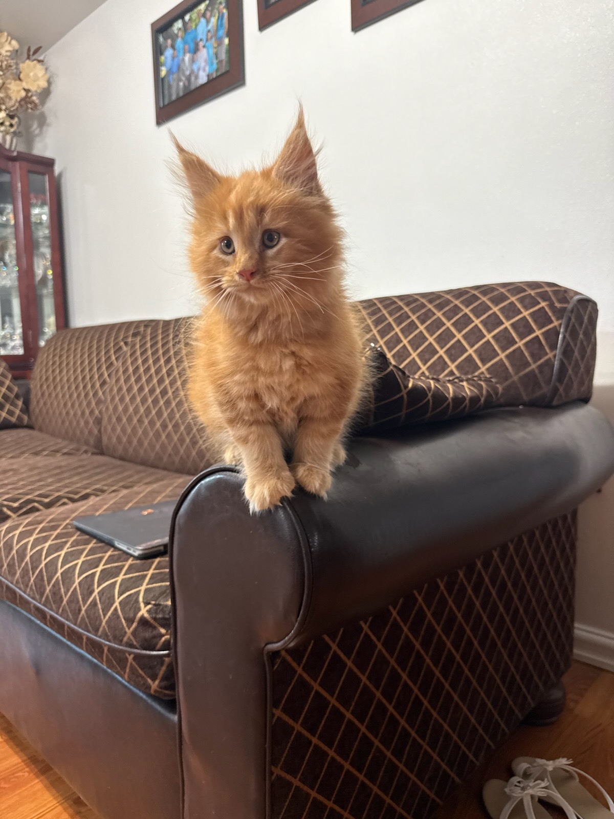 PUREBRED MAINE COON KITTENS PUREBRED MAINE COON KITTENS